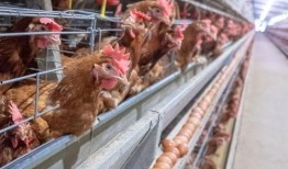 东莞山鸡爆料事件视频,揭秘背后真相与网络舆论风暴